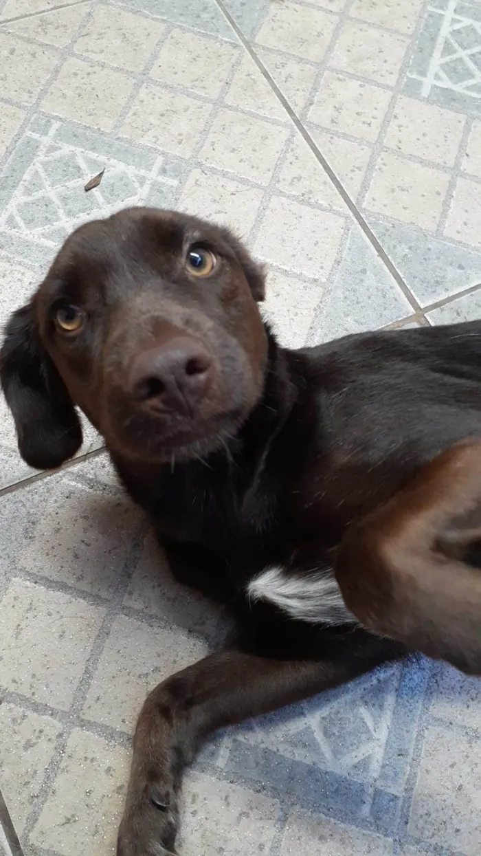 Cachorro ra a SRD-ViraLata idade 1 ano nome Bombon