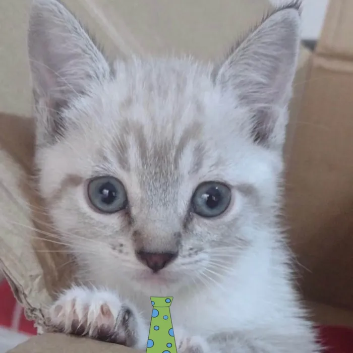 Gato ra a Mestico  idade 2 a 6 meses nome Floquinho 