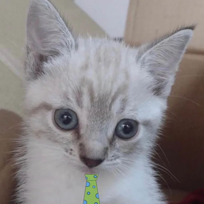 Gato ra a Mestico  idade 2 a 6 meses nome Floquinho 