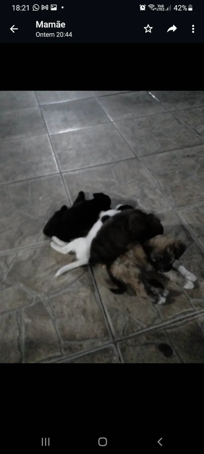 Cachorro ra a Puldo, com vira lata idade Abaixo de 2 meses nome Belinha,Bob,susi ,dast