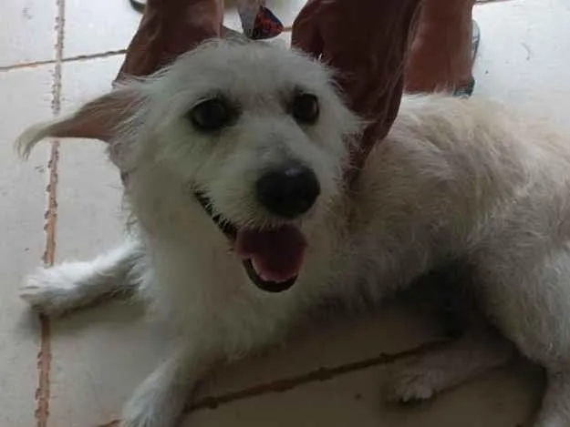 Cachorro ra a SRD-ViraLata idade 5 anos nome Branca 