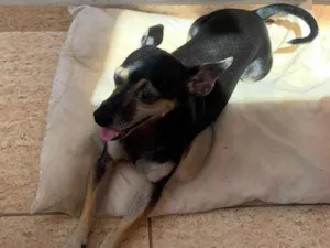 Cachorro raça SRD-ViraLata/ pinscher  idade 3 anos nome Rubens