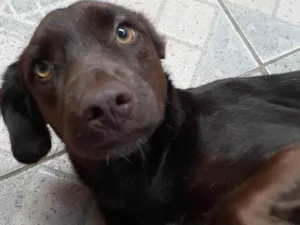 Cachorro raça SRD-ViraLata idade 1 ano nome Bombon