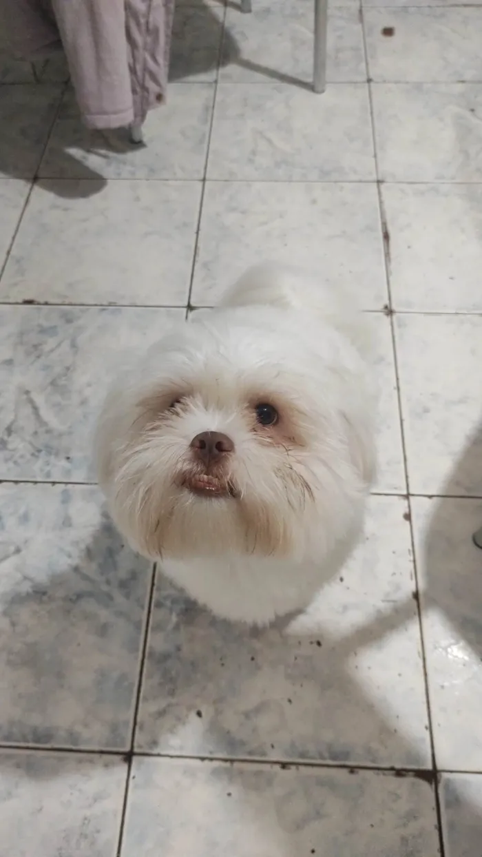 Cachorro raça Shitzu idade 1 ano nome Jhosef 