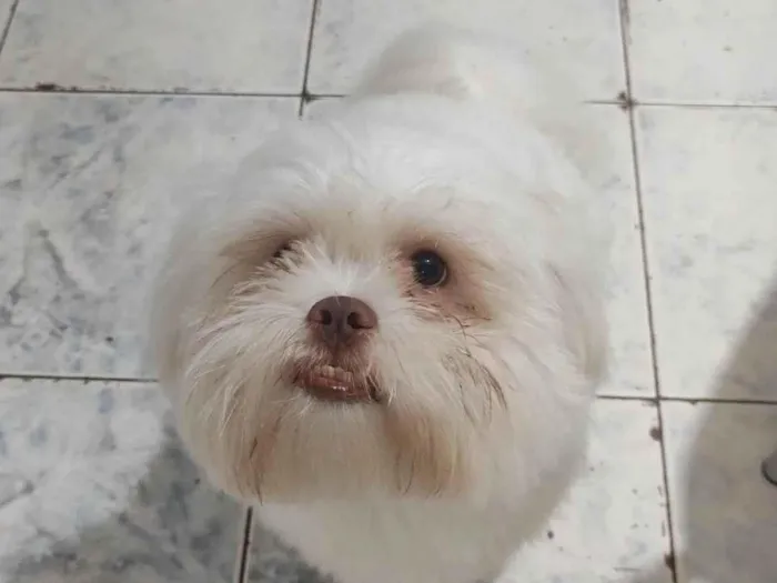 Cachorro raça Shitzu idade 1 ano nome Jhosef 