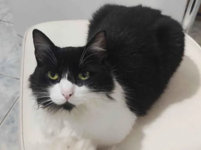 Gato raça SRD-ViraLata idade 4 anos nome Nina