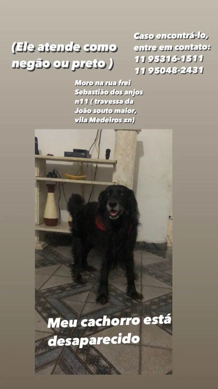 Cachorro ra a Srd vira lata idade 6 ou mais anos nome Negao