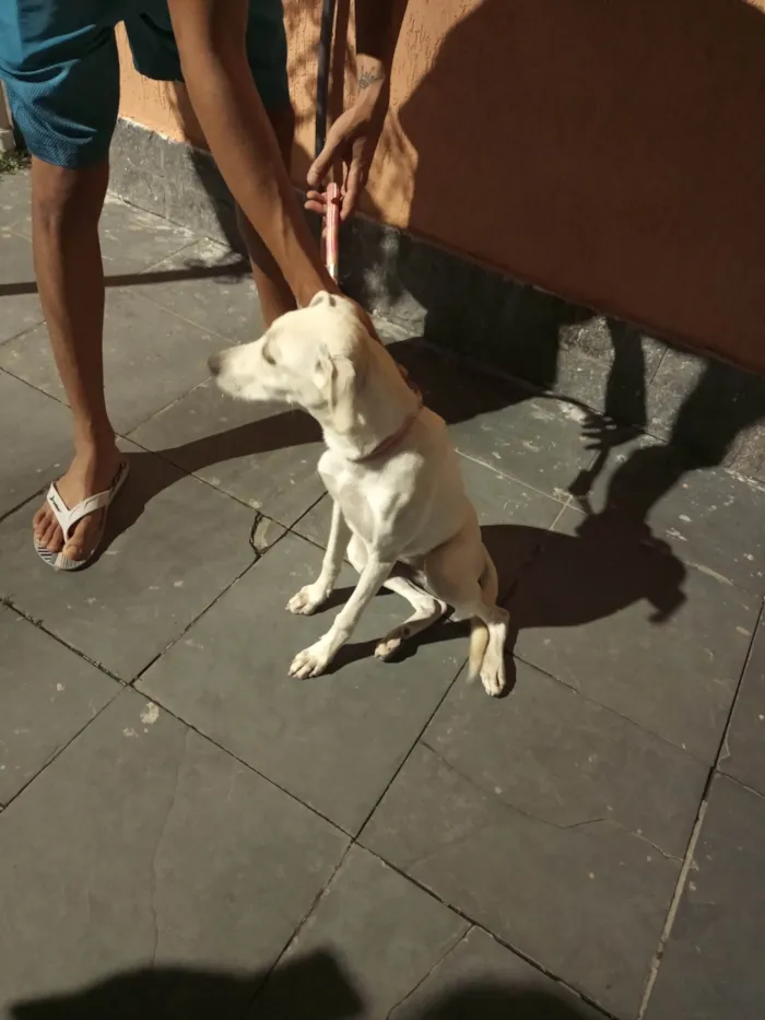 Cachorro ra a SRD idade 7 a 11 meses nome Mel