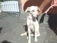 Mel