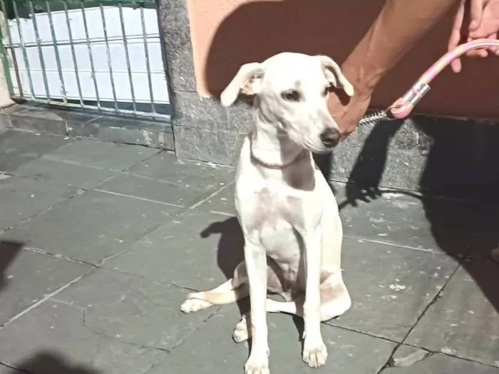 Cachorro ra a SRD idade 7 a 11 meses nome Mel