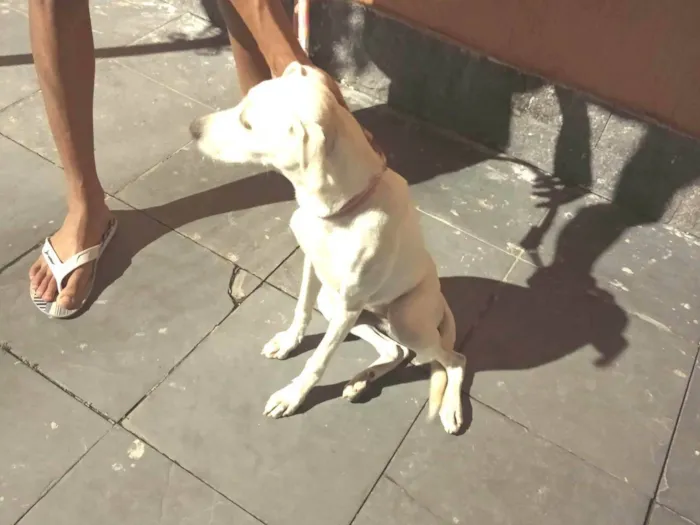 Cachorro ra a SRD idade 7 a 11 meses nome Mel
