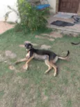 José