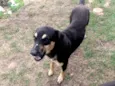 José