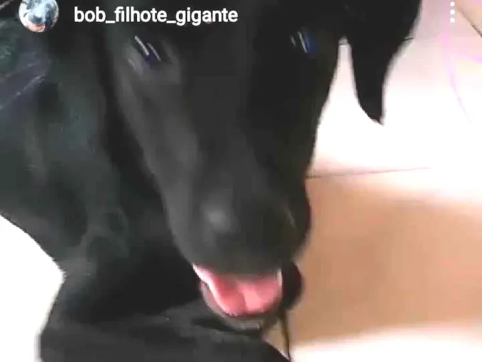Cachorro ra a Lavrador idade 1 ano nome Bob