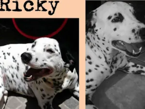 Cachorro raça Dálmata idade 4 anos nome Ricky