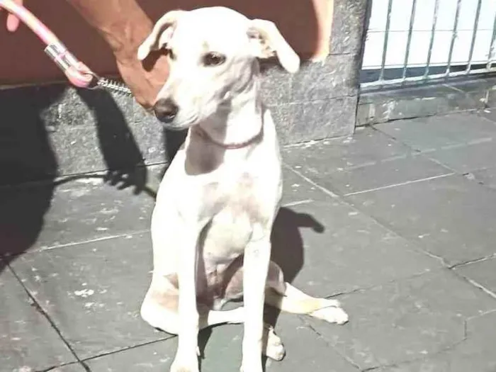 Cachorro ra a SRD idade 7 a 11 meses nome Mel