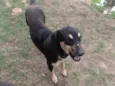 José