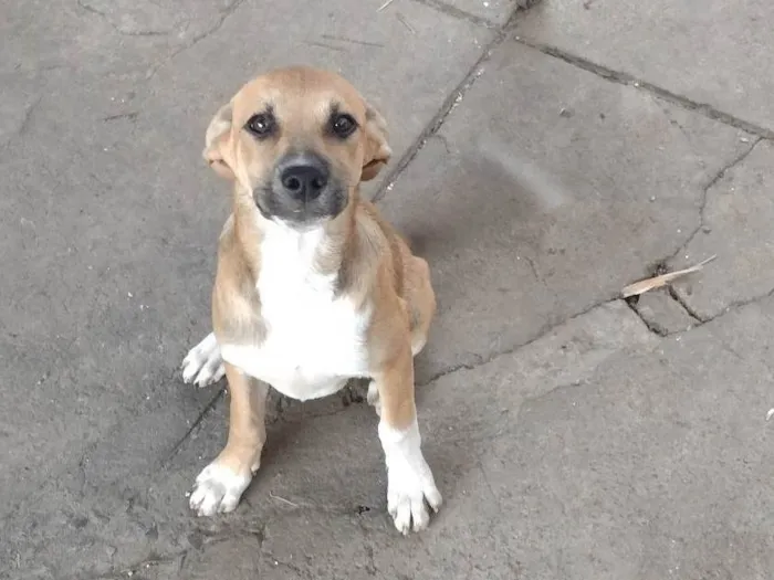 Cachorro ra a SRD-ViraLata idade 2 a 6 meses nome Caramelo