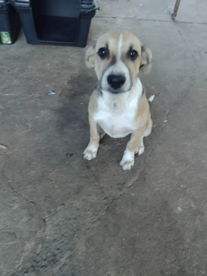 Cachorro raça SRD-ViraLata idade 2 a 6 meses nome Harry Patas