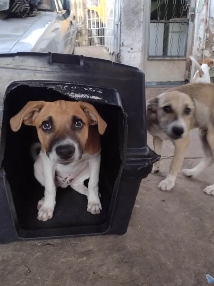 Cachorro ra a SRD-ViraLata idade 2 a 6 meses nome Zangado