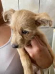 Cachorro raça SRD-ViraLata idade 2 a 6 meses nome Sol 