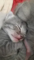 Gatinhos