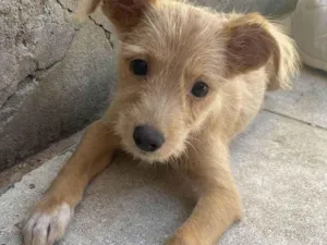 Cachorro raça SRD-ViraLata idade 2 a 6 meses nome Sol