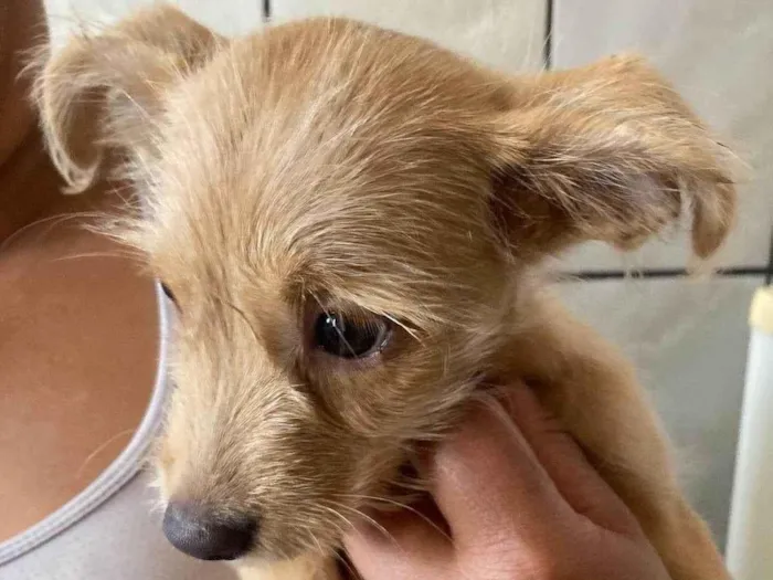 Cachorro raça SRD-ViraLata idade 2 a 6 meses nome Sol 