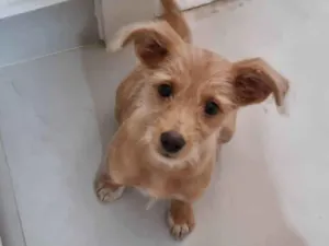 Cachorro raça SRD-ViraLata idade 2 a 6 meses nome Sol