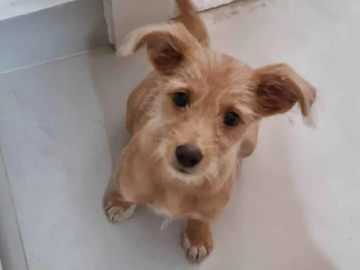 Cachorro raça SRD-ViraLata idade 2 a 6 meses nome Sol