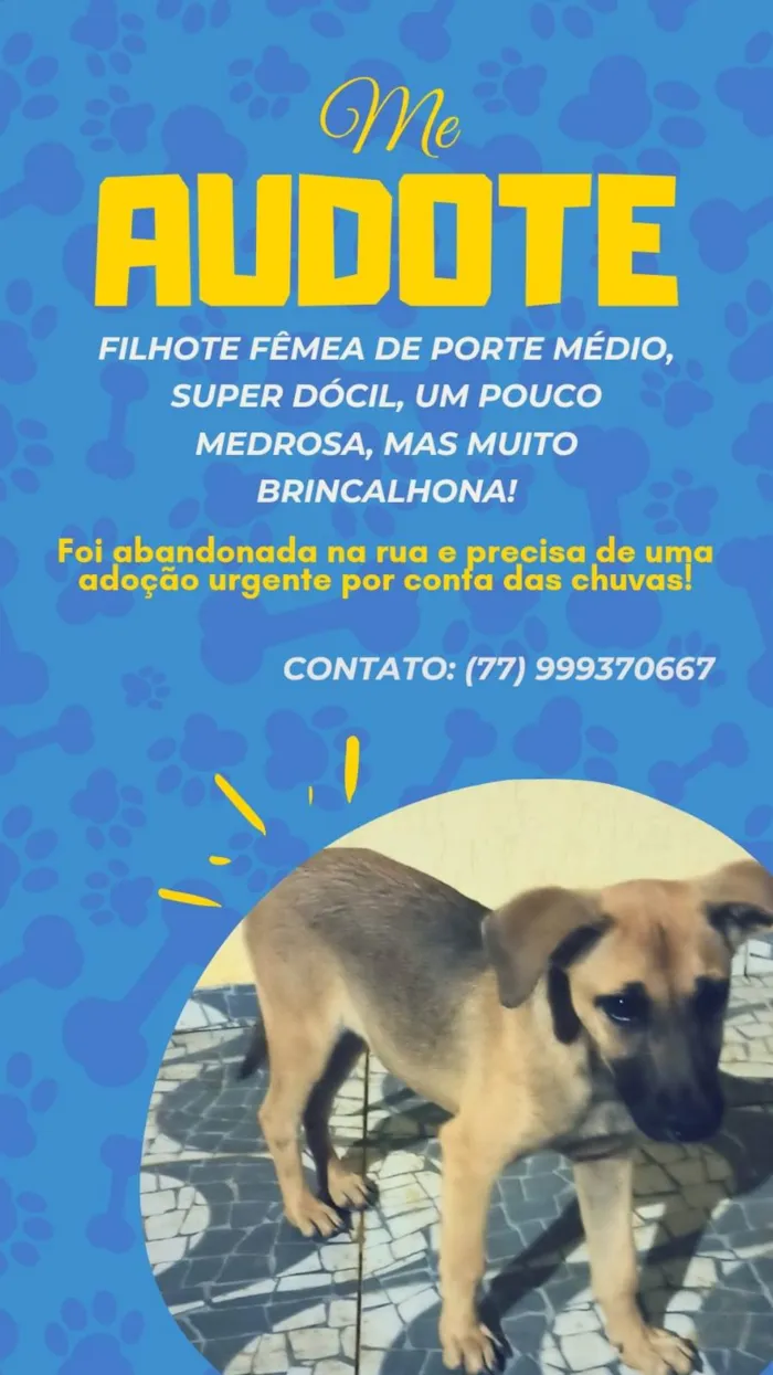 Cachorro raça SRD-ViraLata idade 2 a 6 meses nome LOLA