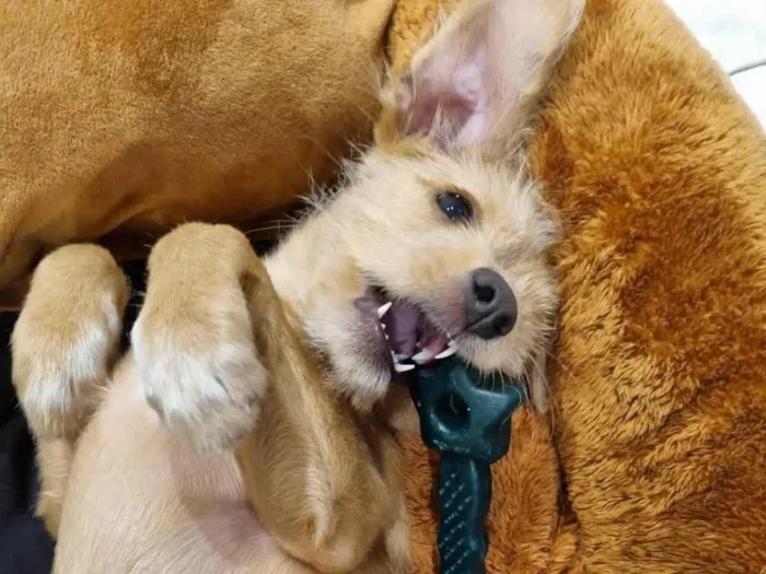 Cachorro raça SRD-ViraLata idade 2 a 6 meses nome Sol