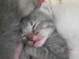 Gatinhos