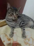 Rajada e negão 