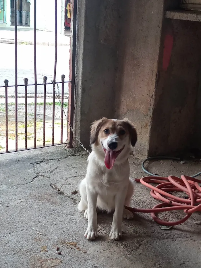 Cachorro ra a SRD-ViraLata idade 2 a 6 meses nome Pandora