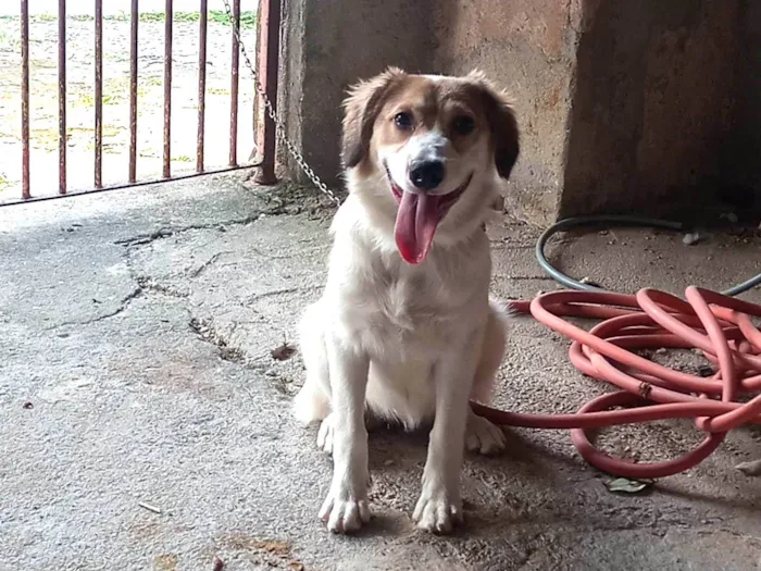 Cachorro ra a SRD-ViraLata idade 2 a 6 meses nome Pandora