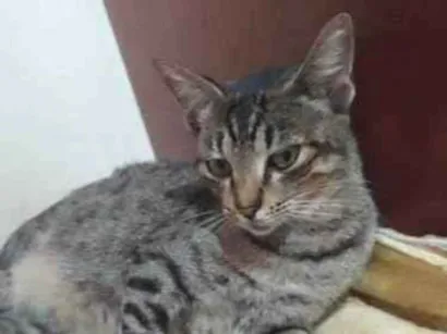 Gato raça SRD-ViraLata idade 1 ano nome Rajada e negão 