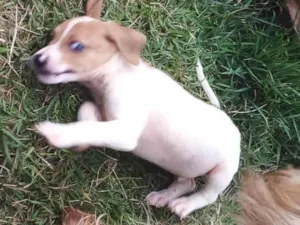 Cachorro raça Srd idade 2 a 6 meses nome Scooby