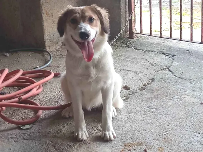 Cachorro ra a SRD-ViraLata idade 2 a 6 meses nome Pandora