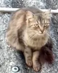 MÔNIKA