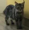 MÔNIKA