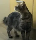 MÔNIKA