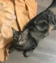 MÔNIKA