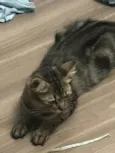 MÔNIKA