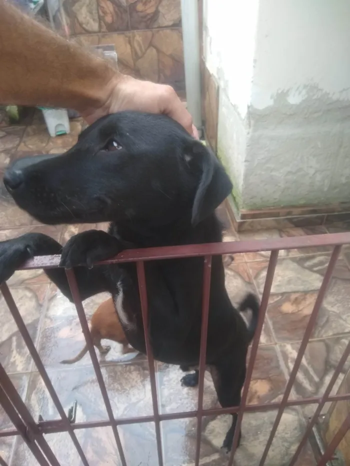 Cachorro ra a SRD-ViraLata idade 3 anos nome Bilhão