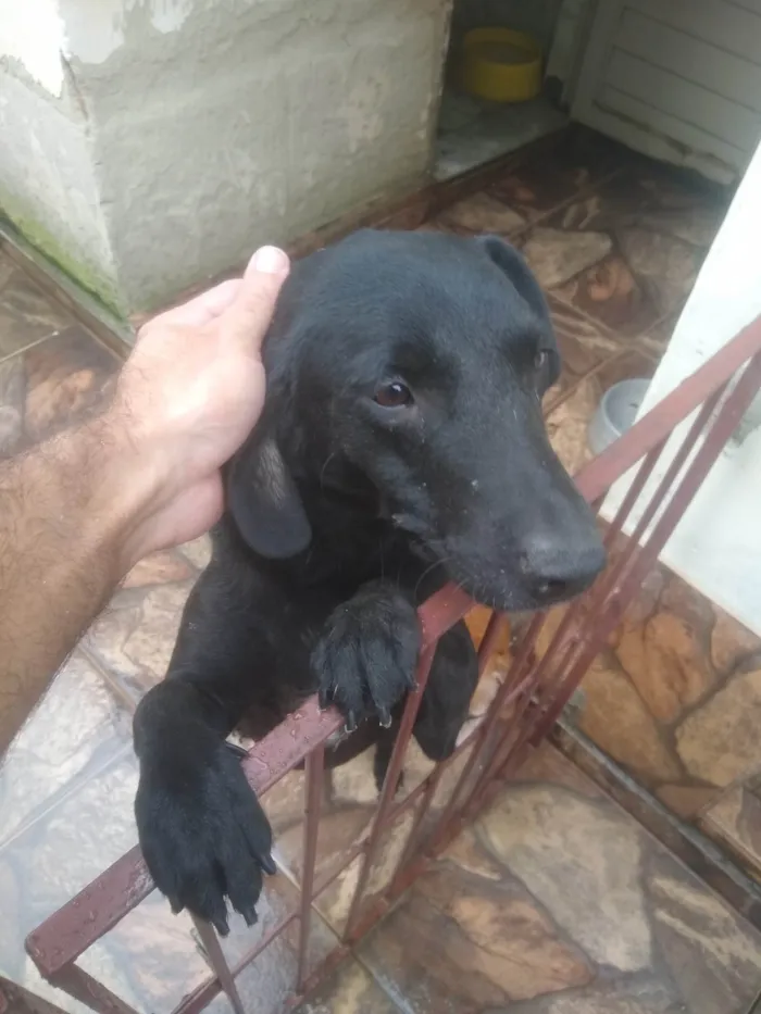 Cachorro ra a SRD-ViraLata idade 3 anos nome Bilhão