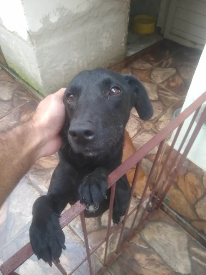 Cachorro ra a SRD-ViraLata idade 3 anos nome Bilhão