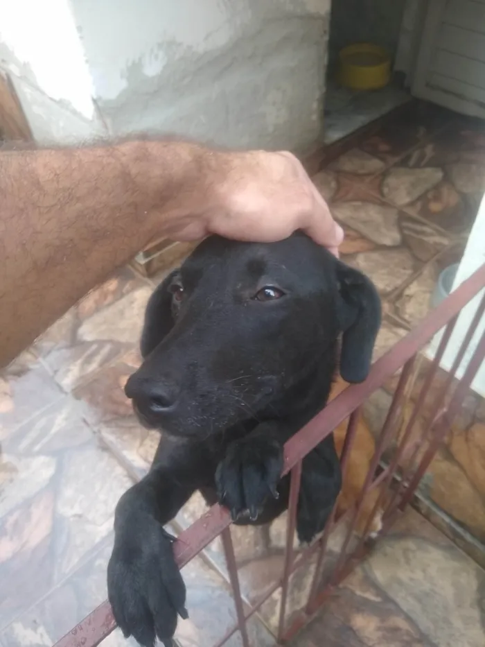 Cachorro ra a SRD-ViraLata idade 3 anos nome Bilhão