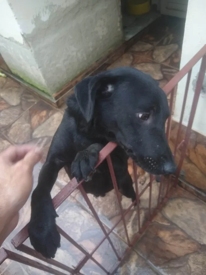 Cachorro ra a SRD-ViraLata idade 3 anos nome Bilhão