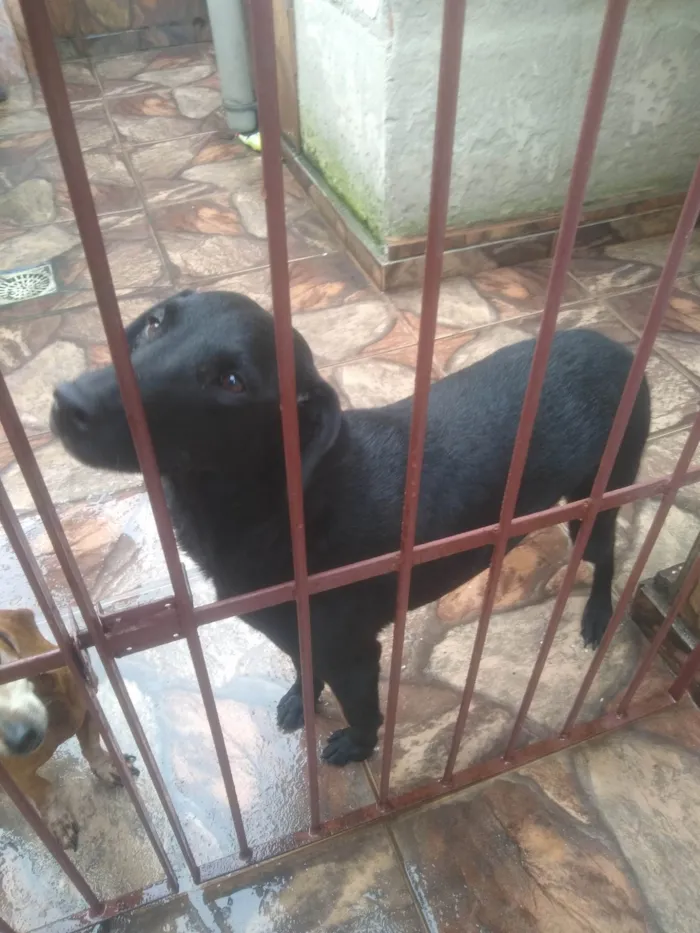 Cachorro ra a SRD-ViraLata idade 3 anos nome Bilhão